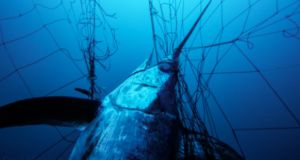 driftnet fishing legislation passes