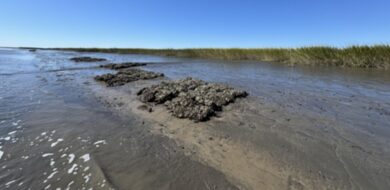 marsh